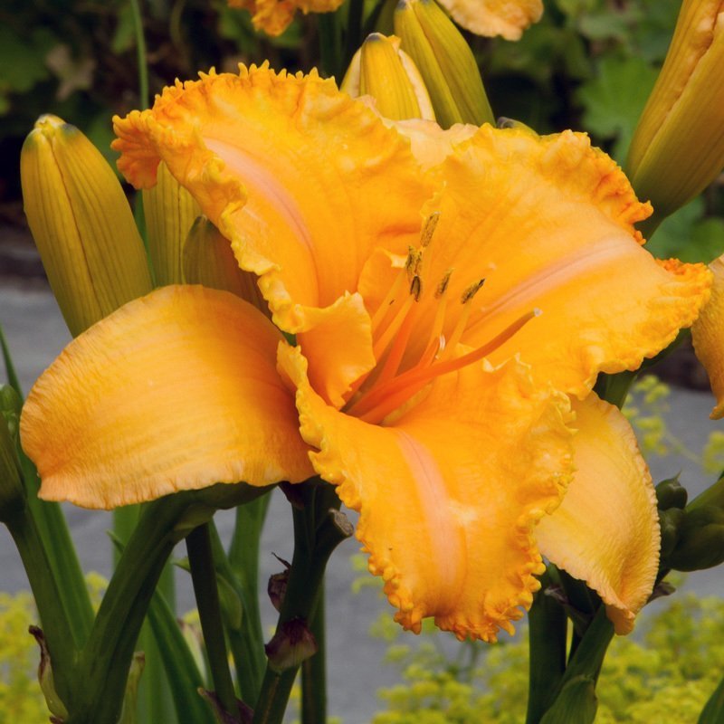 Bulbi de Hemerocallis "Colonel Mustard", Crin Salbatic, 1 Bucata