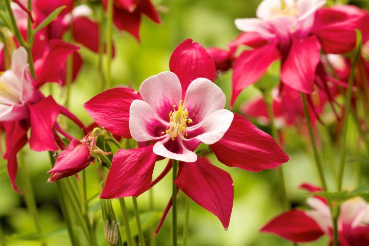 Bulbi de Caldaruse Aquilegia "Swan Red and White", 1 Bucata, la ghiveci