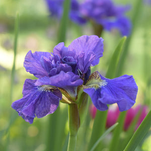 Bulbi de Iris Siberica "Concord Cruch", 1 Bucata