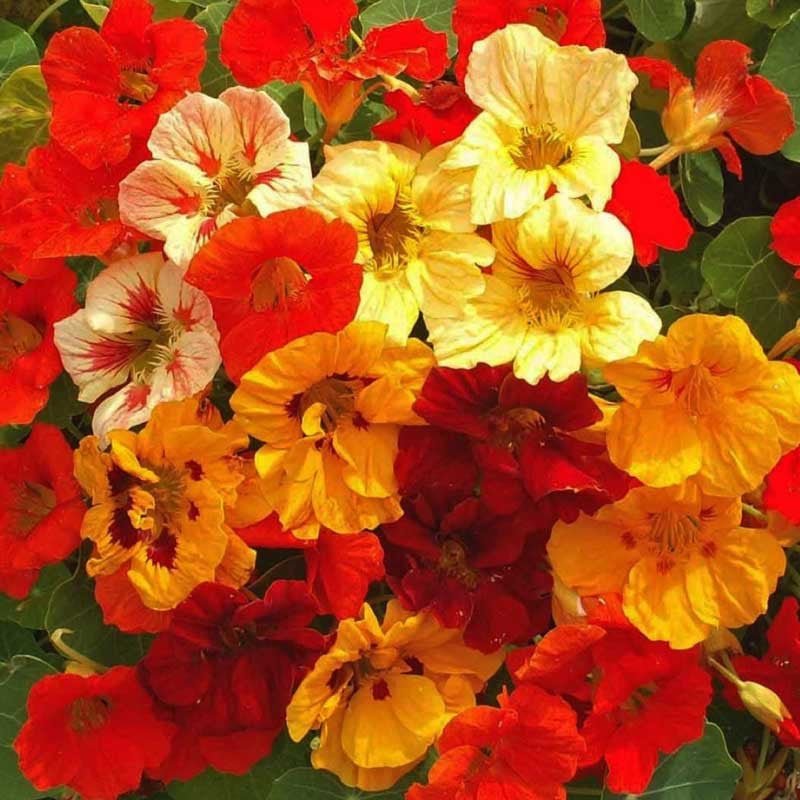 Seminte de Condurul Doamnei, 4 gr