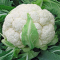 Semințe de Conopidă "Gigante di Napoli Tardivo" , 1g