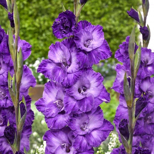 Bulbi Gladiole - Cookie - 5 buc