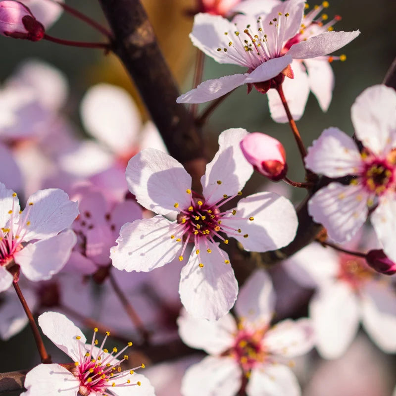 Prunus Nigra Roz "Corcodus Ornamental", 1 Bucata