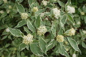 Cornus Alba "Elegantissima", 120 cm, la Ghiveci de 10L, 1 Bucata