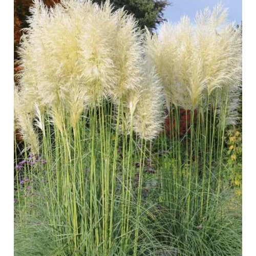 Iarba de Pampas "Cortaderia Pampas", Alb, la Ghiveci de 3L, 1 Bucata