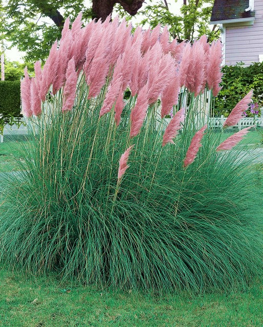 Iarba de Pampas "Cortaderia Pampas", Roz, la Ghiveci de 3L, 1 Bucata