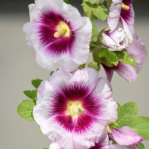 Bulbi de Nalba de Gradina "Alcea Double Cassis", 1 Bucata