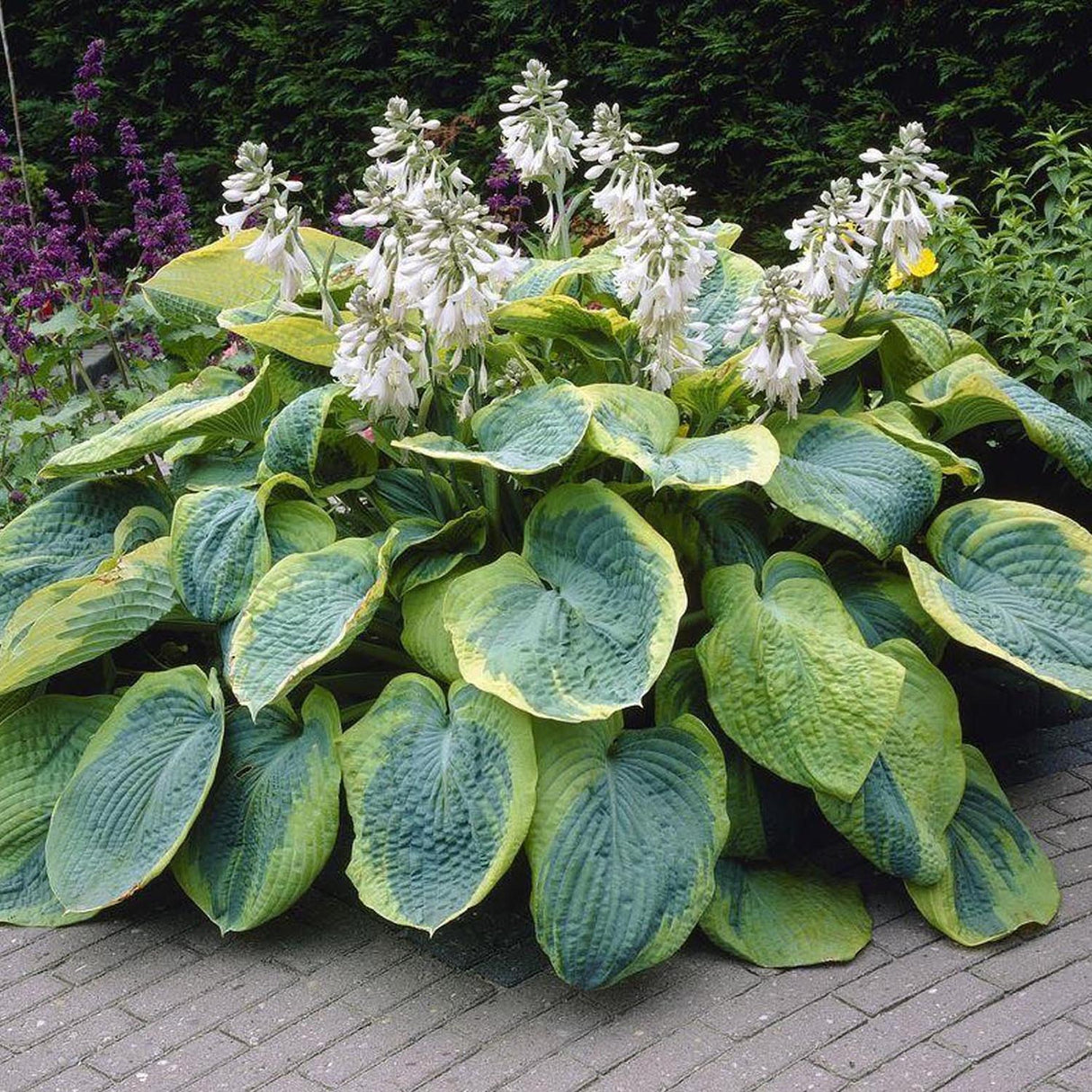 Bulbi de Hosta "Frances Williams", 1 Bucata