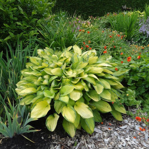 Bulbi de Hosta "Gold Standard", 1 Bucata