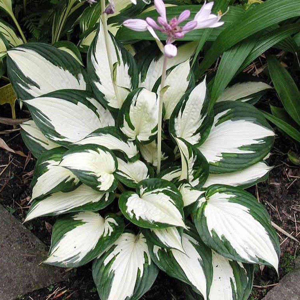 Bulbi de Hosta "Fire and Ice", 1 Bucata