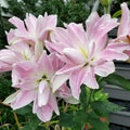 Bulbi de Crini Lotus Elegance cu flori rafinate și culori delicate. Ideali pentru grădină și ghiveci. Înflorire spectaculoasă vara