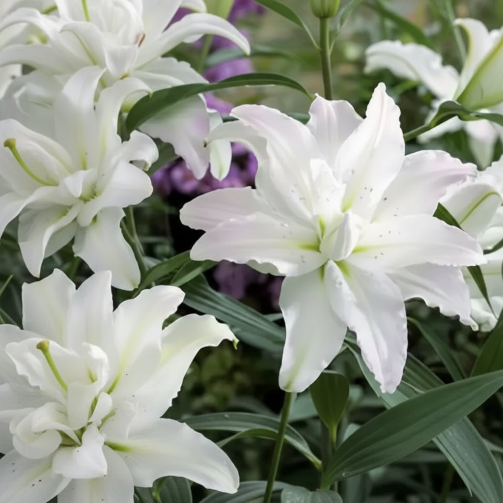 Bulbi de Crini Lotus Beauty (Lilium asiatic) – flori decorative, înflorire bogată vara, potriviți pentru borduri, ronduri și aranjamente.