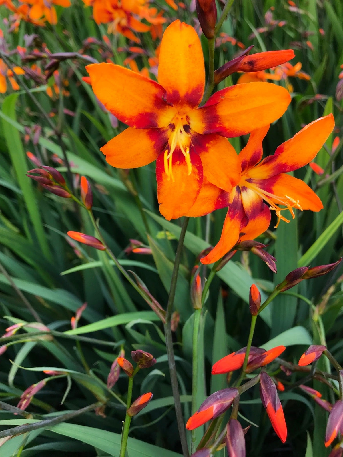 Bulbi de Crocosmia "Emily McKenzei", 3 Bucati