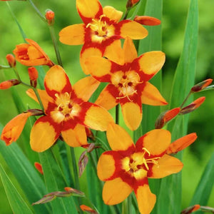 Bulbi de Crocosmia "Emily McKenzei", 3 Bucati