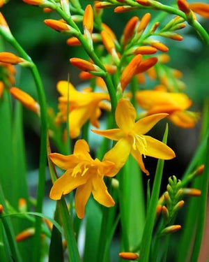 Bulbi de Crocosmia „George Davison”, 3 Bucati