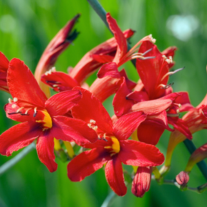 Bulbi de Crocosmia "Lucifer", 3 Bucati