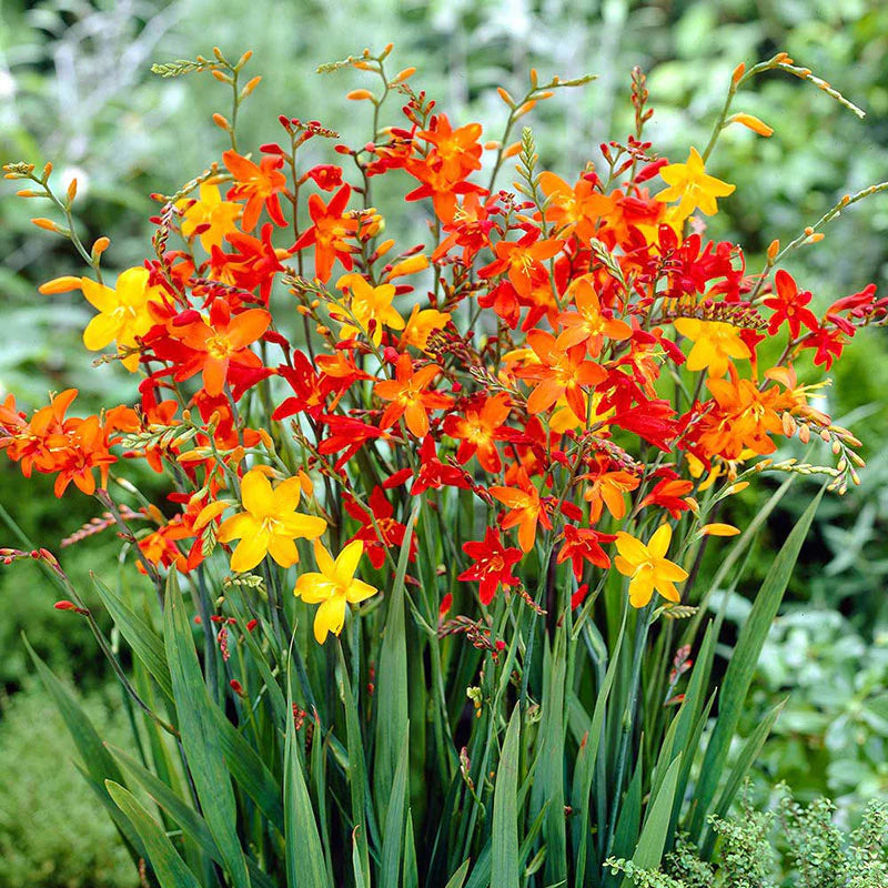 Bulbi de Crocosmia Mixt, 3 Bucati