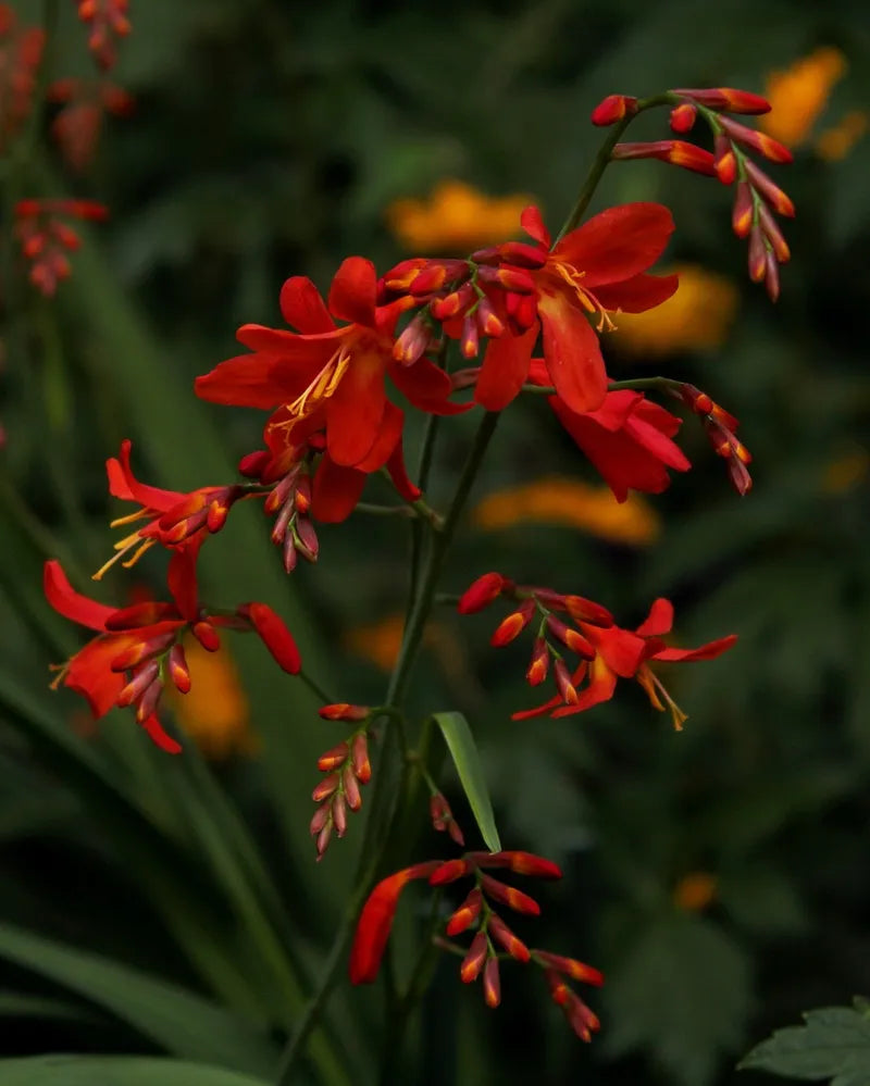 Bulbi de Crocosmia "Lucifer", 3 Bucati