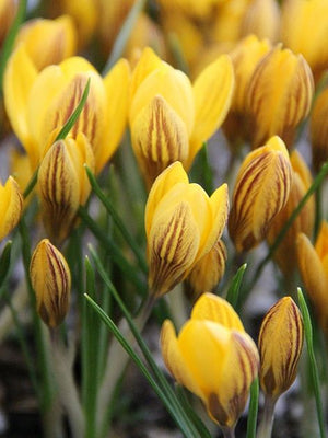 Bulbi de Branduse "Fuscotinctus Chrysanthus", 5 Bucati