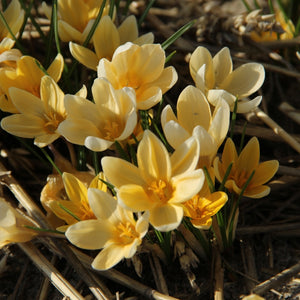 Bulbi de Branduse "Romance Chrysanthus", 5 Bucati