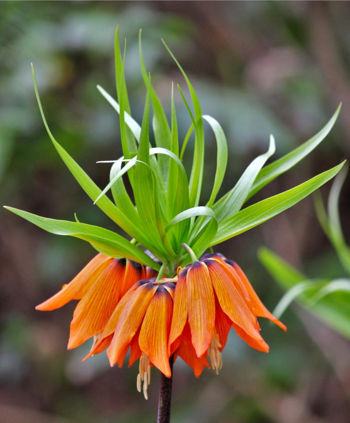 Bulbi de Fritillaria "Prolifera Imperialis", 1 Bucata