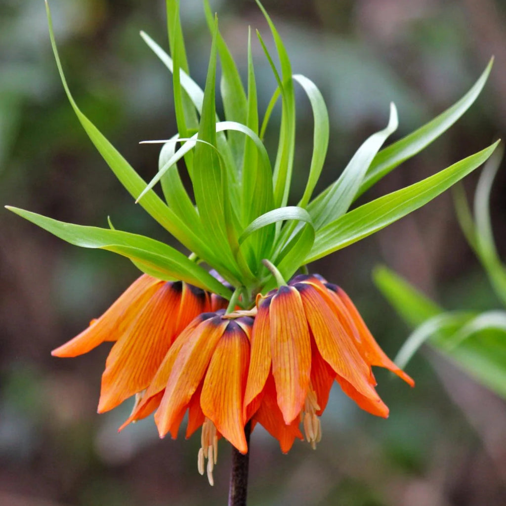 Bulbi de Fritillaria  Prolifera Imperialis