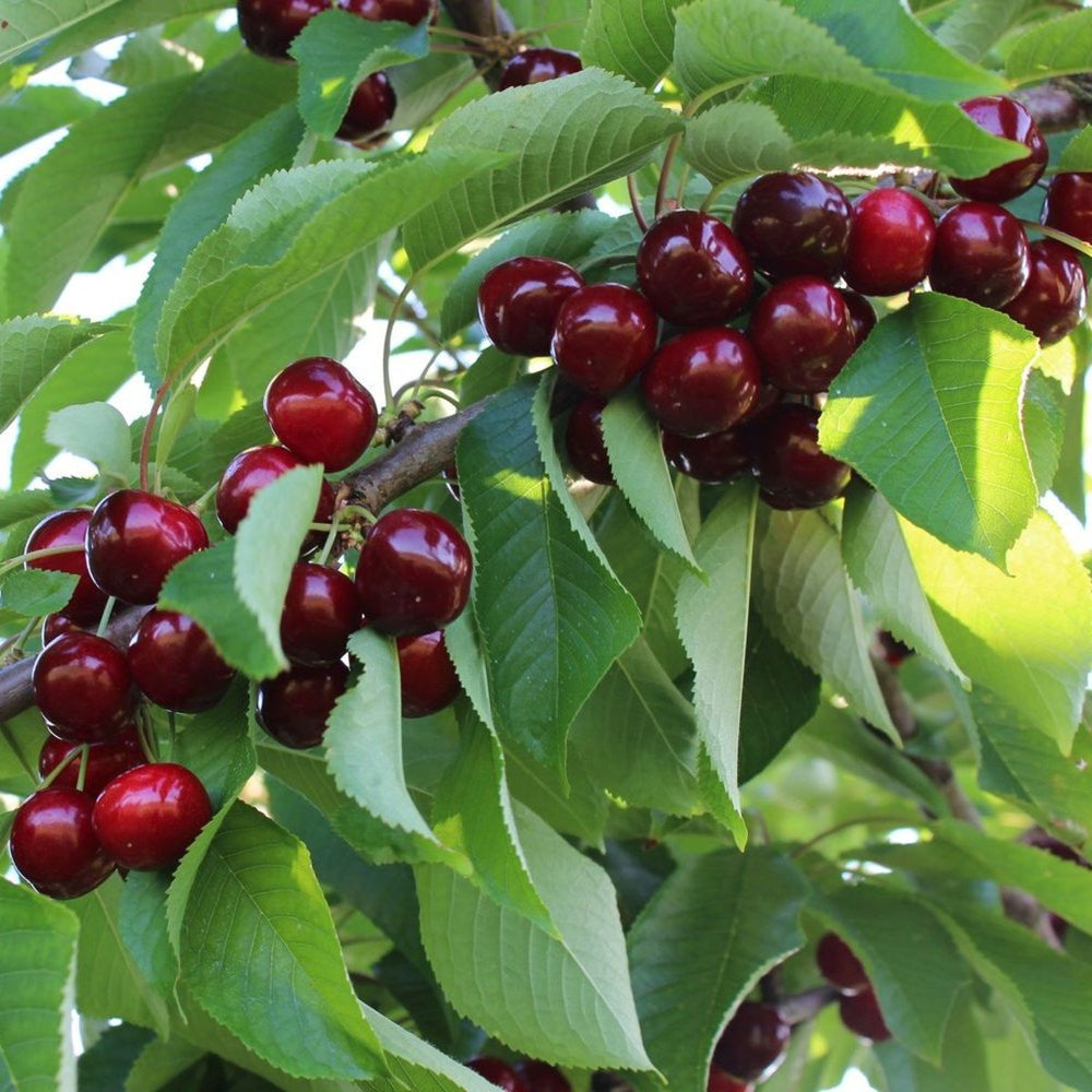 Pomi Fructiferi - Cires - Early Red - Anul 2 - 1 buc