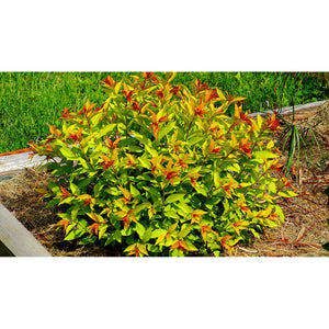 Spirea Aurie Glob la Ghiveci de 3 litri, 1 Bucata