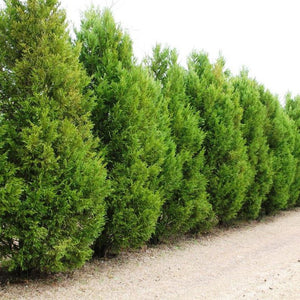 Chiparos Leylandii,1 Bucata