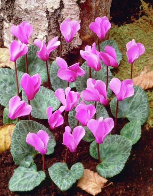 Bulbi de Cyclamen "Cilicium", Roz, 1 Bucata