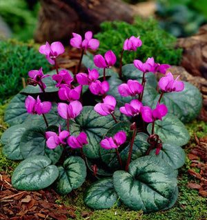 Bulbi de Cyclamen "Cilicium", Roz, 1 Bucata