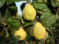 Gutui "Beretzki"