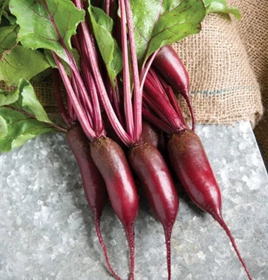 Semințe de Sfeclă Roșie "Cilyndra", 5 gr