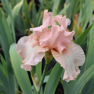 Bulbi de Iris Germanica "Beverly Sills", 1 Bucata