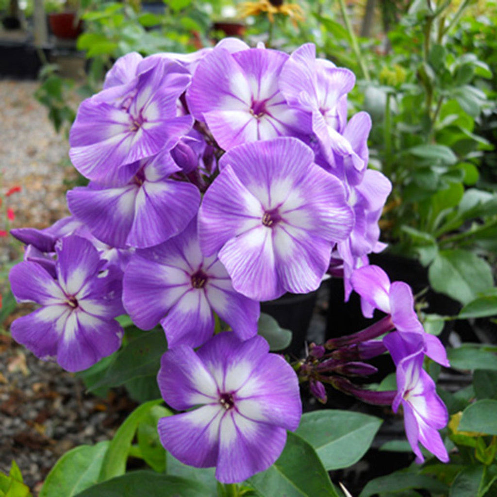 Bulbi Phlox - Laura I - Brumarele - 2 Bucăți