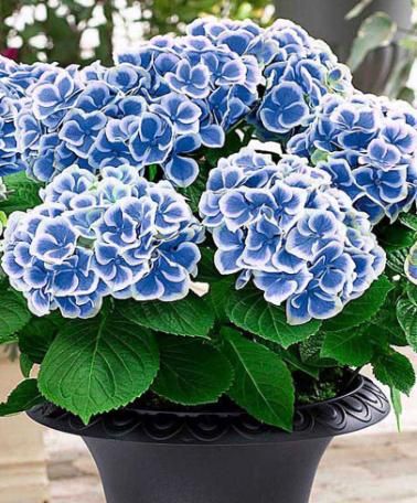 Hortensia Bicolor "Bavaria", la Ghiveci de 3L, 1 Bucata