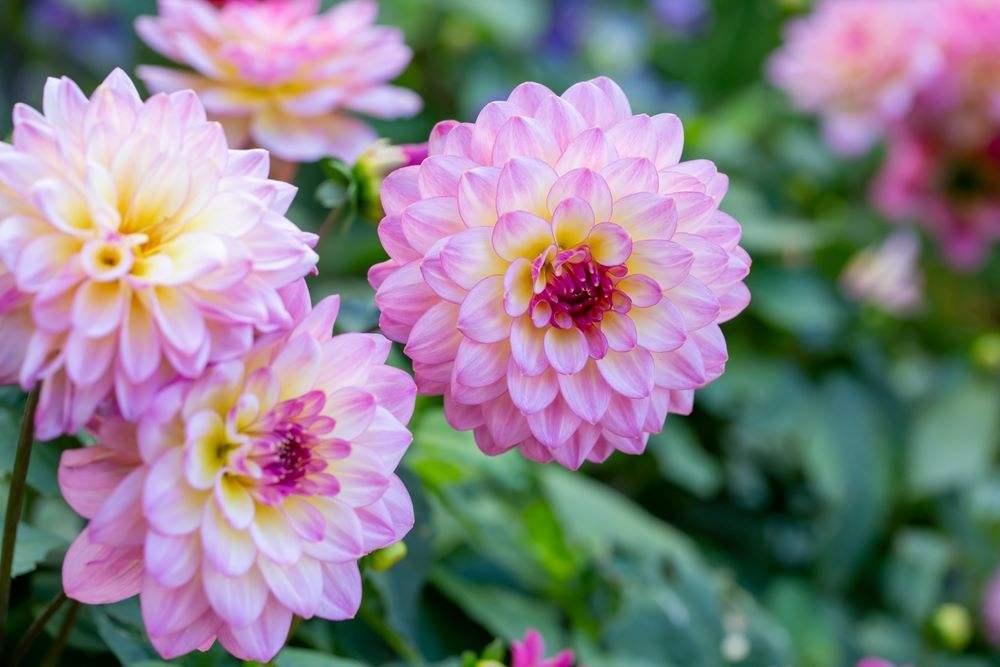dahlia-El-Paso_e40e0aba-9a76-42d4-bd71-9c9b1174449e - Fitza Florilor