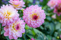 dahlia-El-Paso_e40e0aba-9a76-42d4-bd71-9c9b1174449e - Fitza Florilor