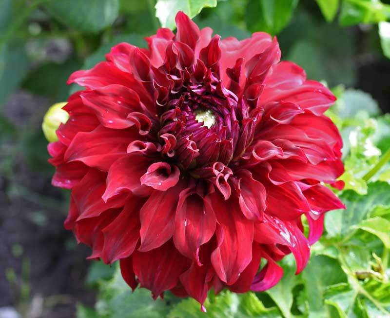 dahlia-Spartacus_f171549e-cd5b-45c2-b32e-da70e5191592 - Fitza Florilor