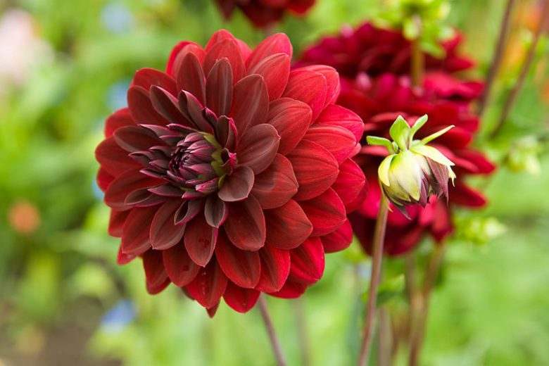 dahlia-arabian-night-780x520_1161506b-aabe-4211-947d-e02968d91ce7 - Fitza Florilor