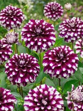 dahlia-ariko_d3c09779-b6fb-4adf-890c-efe6cb3ab092 - Fitza Florilor