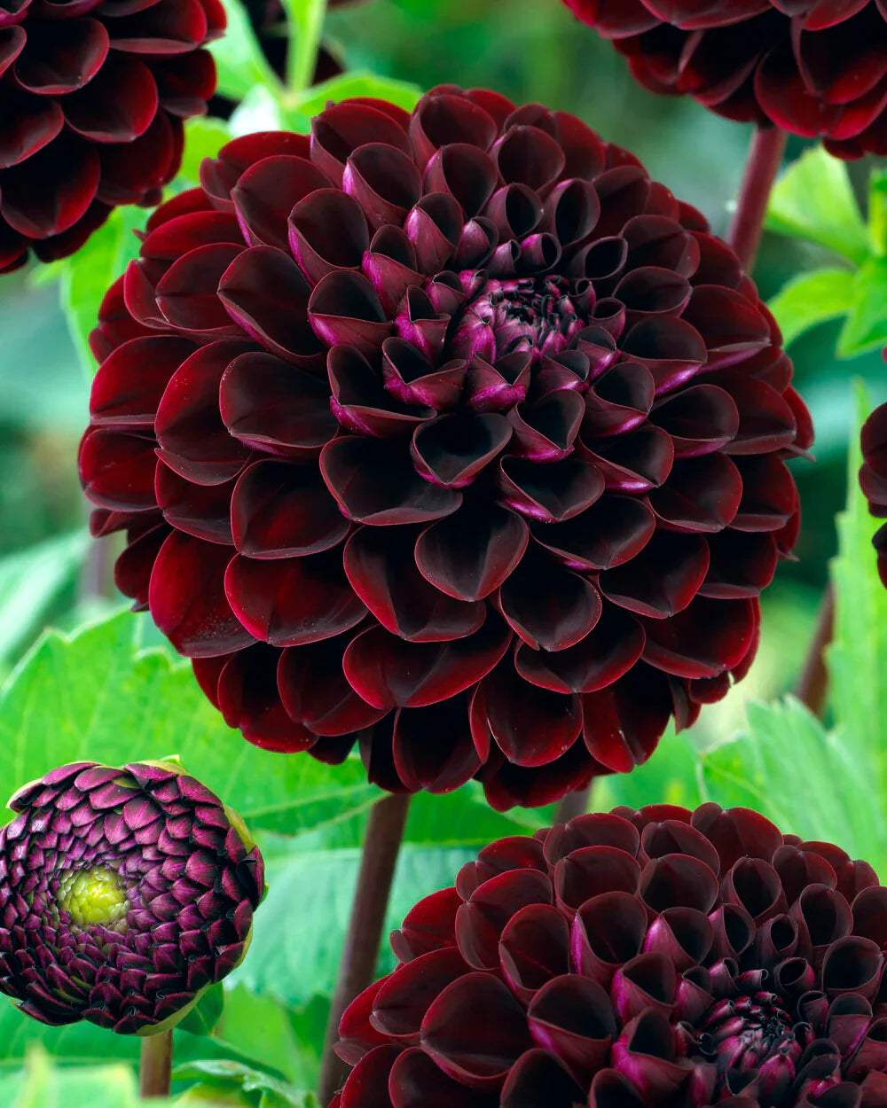 dahlia-dark-spirit-0_1eedad28-def9-4398-9c69-366b10d0cff4 - Fitza Florilor