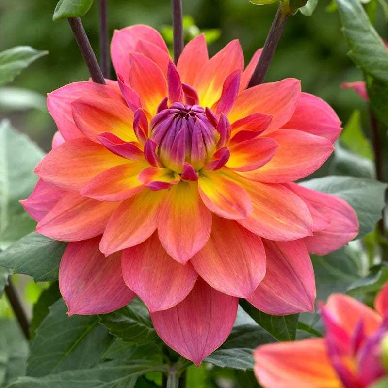 dahlia-firepot-flower_2_88a87596-18c6-437a-8ccb-03d3cd22c880 - Fitza Florilor