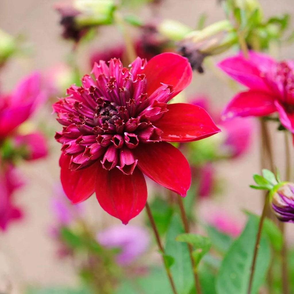 dahlia-inca-tubers-e1702841591849_aba40558-a88c-4f15-9a74-efb194b27e2e - Fitza Florilor