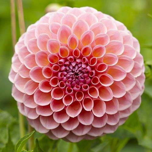 dahlia-jowey-winnie_7ed527ca-627d-43ac-8c51-c1b3c41ea389 - Fitza Florilor