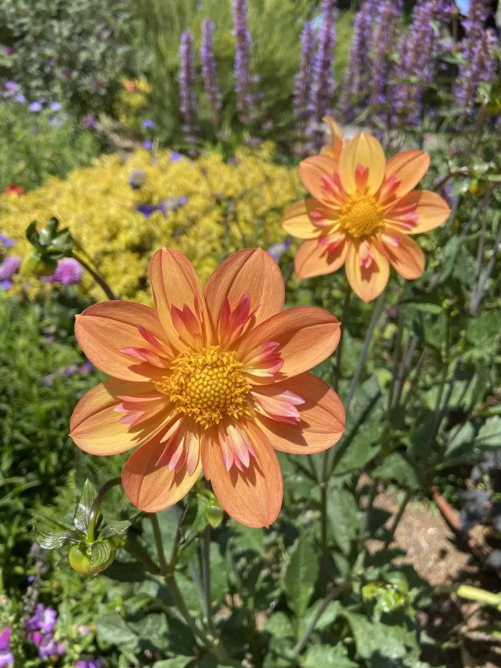 dahlia-kelsey-annie-joy-tubers_8466f2bd-e187-4f5f-a5ea-9b09c8c4fa5a - Fitza Florilor