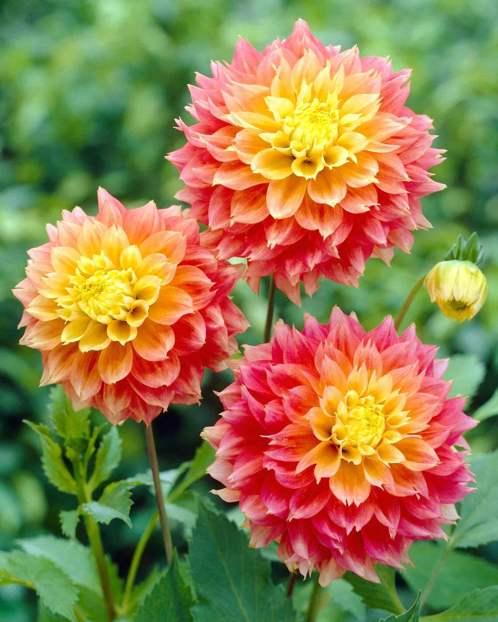 dahlia-kogane-fubuki-1_b7fa4a44-7781-4908-817b-f659b0a2e1a9 - Fitza Florilor