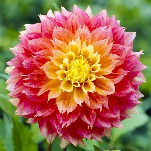 dahlia-kogane-fubuki_f1b43531-37ae-4659-8bb6-153a54c081a1 - Fitza Florilor