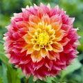 dahlia-kogane-fubuki_f1b43531-37ae-4659-8bb6-153a54c081a1 - Fitza Florilor