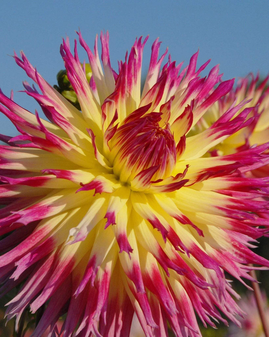 dahlia-lindsay-michelle-6_3cdfcaac-a6ce-4e2c-9fa2-caec8ce8e50d - Fitza Florilor